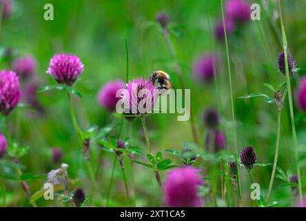 Bumble Bee Carder comune su Red Clover Foto Stock