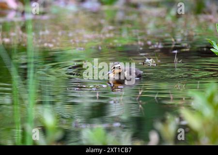 Mallard Duckling che nuota su uno stagno Foto Stock