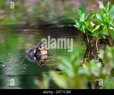 Mallard Duckling che nuota su uno stagno Foto Stock