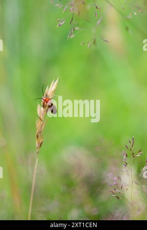 Coleottero rosso comune del soldato - Rhagonycha fulva Un coleottero rosso comune tra le erbe su un prato non falciato Foto Stock