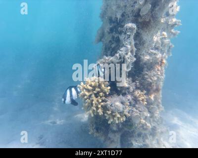 Barriera corallina con pesci sul Mar Rosso in Egitto Foto Stock