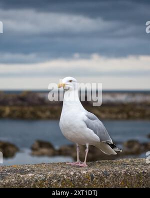 Aringhe di pesce e nuvole scure. St Abbs Harbour, Eyemouth, Scozia Foto Stock