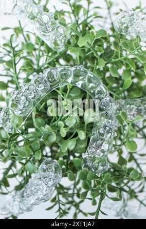 Le bretelle invisibili pesano su foglie verdi di pianta domestica su sfondo bianco Foto Stock
