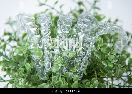 Le bretelle invisibili pesano su foglie verdi di pianta domestica su sfondo bianco Foto Stock
