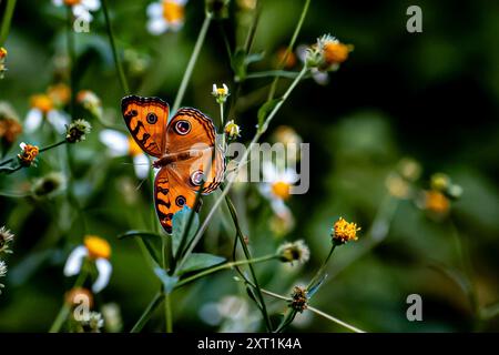 Bellissima farfalla di pansia pavone arroccata su un fiore nel giardino estivo Foto Stock