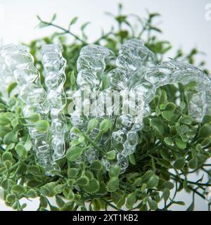 Le bretelle invisibili pesano su foglie verdi di pianta domestica su sfondo bianco Foto Stock