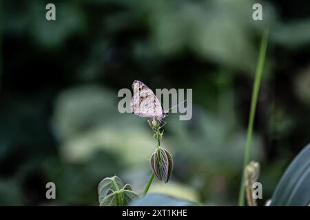 Bellissima farfalla nel giardino estivo Foto Stock