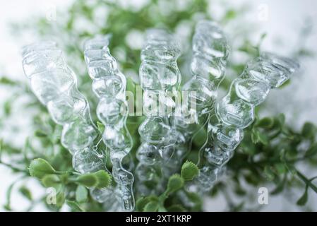 Le bretelle invisibili pesano su foglie verdi di pianta domestica su sfondo bianco Foto Stock