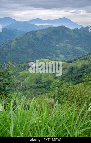 Bellissime risaie a terrazze verdi nel distretto di Hoang su Phi della provincia di ha Giang, Vietnam del Nord Foto Stock