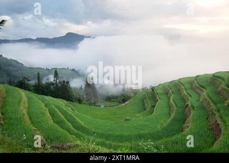 Bellissime risaie a terrazze verdi nel distretto di Hoang su Phi della provincia di ha Giang, Vietnam del Nord Foto Stock