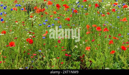 Papaveri in un prato di fiori selvatici. Foto Stock