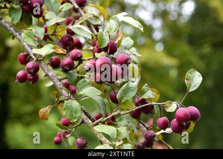 Primo piano del frutto rosso di Malus Neville Copeman. Foto Stock