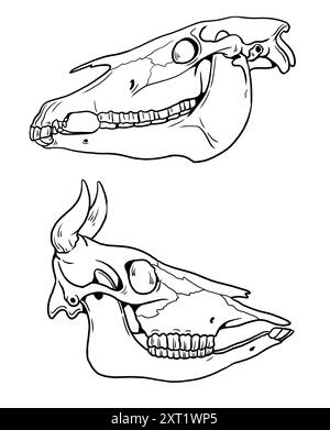 Disegno del contorno fatto a mano con i teschi di un cavallo e di una mucca. Scheletro animale per colorare e imparare. Foto Stock