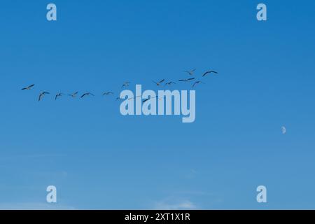 Stormo misto di oche che volano verso la loro folla in una serata estiva contro un cielo blu. Foto Stock