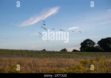 Stormo misto di oche che volano verso la loro folla in una serata estiva contro un cielo blu. Foto Stock