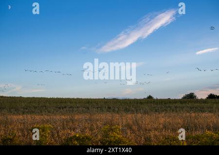 Stormo misto di oche che volano verso la loro folla in una serata estiva contro un cielo blu. Foto Stock