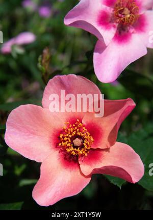 Rosa "solo per i tuoi occhi" Foto Stock