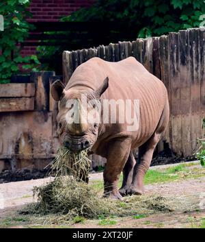 Un rinoceronte nero maschio allo zoo di Paignton. Foto Stock