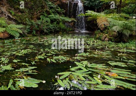 Un tranquillo laghetto con ninfee galleggianti, circondato da lussureggianti felci, che conduce ad una cascata nel cuore di Sintra Foto Stock