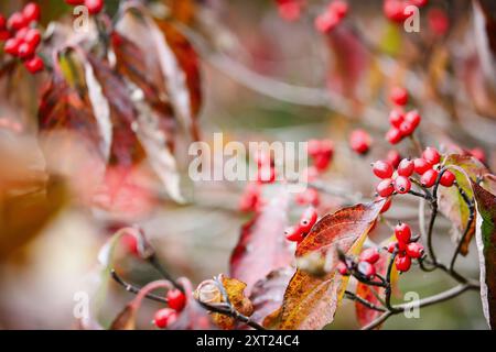 Fogliame autunnale e bacche rosse dell'albero di dogwood americano, Cornus florida, nel Kentucky centro-meridionale. Profondità di campo ridotta. Messa a fuoco selettiva Foto Stock