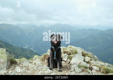 Il cane nero è in cima alla montagna. Ovunque c'è la vista intorno a lui Foto Stock