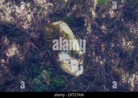 Bottiglia di latte di plastica da due litri gettata, che poggia sott'acqua sul fondale marino sabbioso, circondato da alghe viola e verdi Foto Stock