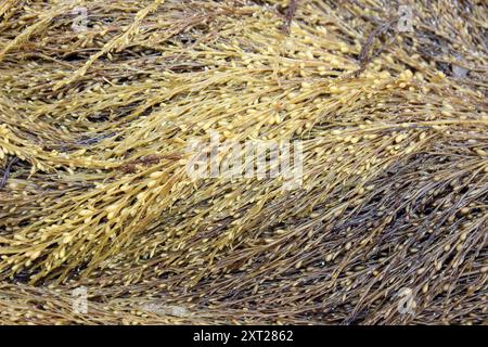 Giapponese Wireweed Sargassum muticum Foto Stock