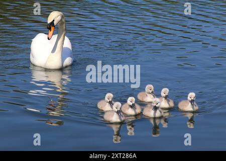 Cigno Cygnus olor con cygnets Foto Stock