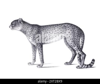 Illustrazione di Cheetah. Schizzo a matita di un ghepardo isolato su un semplice sfondo bianco. Foto Stock