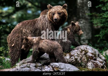 Nahaufnahme eines Braunbären mit Junge im Wald, der in bedrohlicher Haltung auf den Betrachter zugeht, umgeben von Schatten und natürlicher vegetation Foto Stock