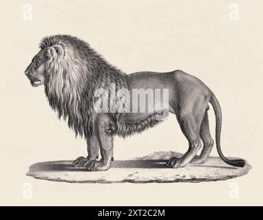 Illustrazione Lion. Schizzo a matita di un leone isolato su uno sfondo beige invecchiato. Foto Stock