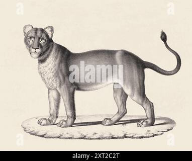 Illustrazione Lioness. Schizzo a matita di una leonessa isolata su uno sfondo beige invecchiato. Foto Stock