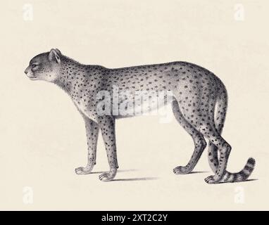 Illustrazione di Cheetah. Schizzo a matita di un ghepardo isolato su un vecchio sfondo beige. Foto Stock