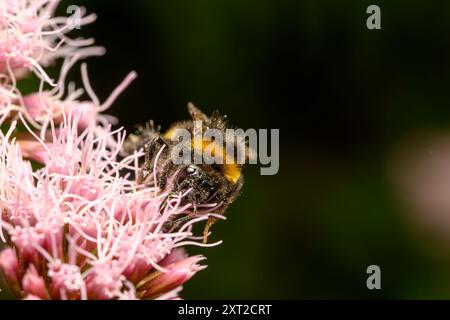 Miele di api che raccolgono il polline da un'agrimonia di canapa Foto Stock