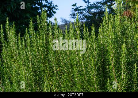 Rosmarino (Salvia rosmarinus), erba che cresce in giardino. Foto Stock