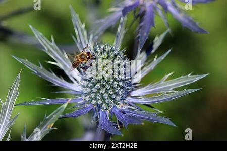 Eryngium X zabelii Jos Eijking: Le api mellifere adorano il cono verticale blu elettrico di nettare e polline ricchi di piccoli fiori e foglie spighe. Macro Foto Stock