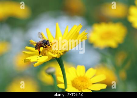 Ape miele con sacco di polline sulla gamba che raccoglie nettare e polline da un corno giallo brillante (Glebionis segetum). Wildflower Meadow, Inghilterra, luglio Foto Stock