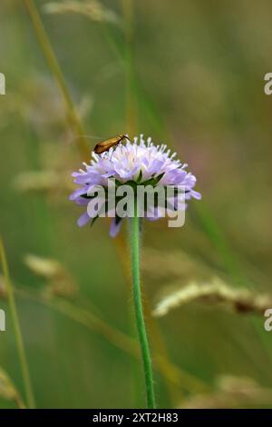 Immagine macro di un fiore selvatico di lavanda pallido (Scabiosa Butterfly Blue; Pincushion) sul suo gambo vellutato. Wildflower Meadow, luglio, Inghilterra. Foto Stock