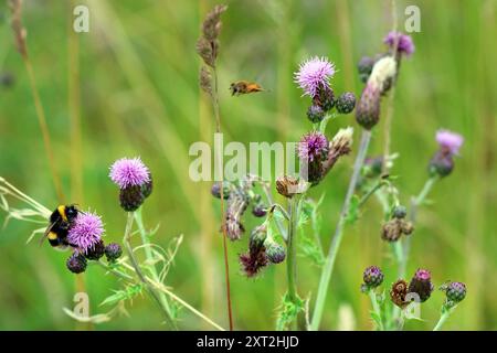 Un bumblebee dalla coda bianca abbraccia la testa di fiore rosa di un Cardo strisciante o Cardo canadese (Cirsium arvense). Wildflower Meadow, Inghilterra, luglio. Foto Stock