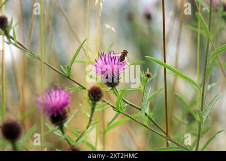 Un'ape di miele arroccata sulla testa di fiore a cardo di un Knapweed comune (Centaurea Nigra). Prato di fiori selvatici. Inghilterra, luglio Foto Stock