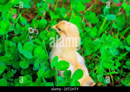 Pollo in erba verde in campagna il giorno d'estate Foto Stock