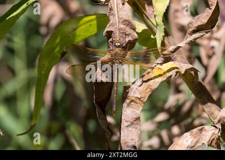 Braune Mosaikjungfer, Aeshna grandis, falegname bruno, la grande æschne, Edellibelle, Aeshnidae, Edellibellen, Eeschnidae, falchi, bui Foto Stock