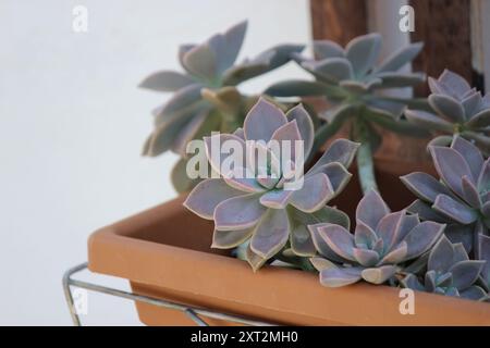 Primo piano di piante fantasma (Graptopetalum paraguayense) Foto Stock