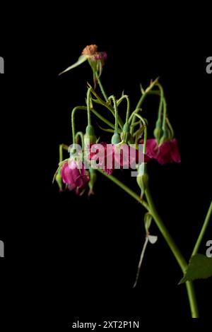 appassimento di mazzo di rose rosse sfondo nero isolato, fiori e gemme selvaggiati in una messa a fuoco selettiva Foto Stock