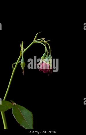 rosa rossa appassita sfondo nero isolato, fiori e gemme selvaggiati a fuoco selettivo Foto Stock