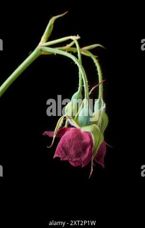 primo piano su sfondo nero isolato con rosa rossa appassita, fiori e gemme sbiaditi o selvaggi a fuoco selettivo Foto Stock