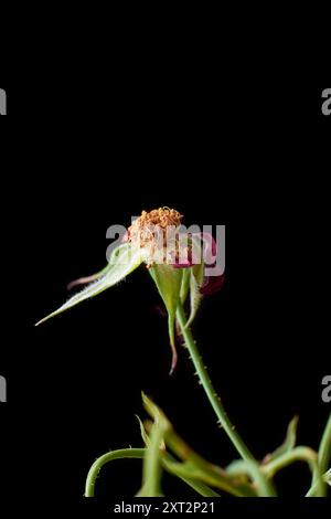 primo piano su sfondo nero isolato con rosa rossa appassita, fiori e gemme sbiaditi o selvaggi a fuoco selettivo Foto Stock