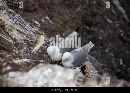 Kittiwake sta nidificando a Inner farne, Northumberland, Inghilterra Foto Stock