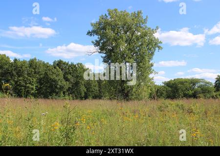 Singolo albero di cottonwood in un prato con fiori gialli alla somme Prairie Nature Preserve di Northbrook, Illinois Foto Stock