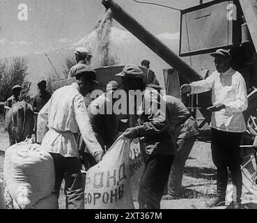 Civili russi Gathering Grain, 1941. Seconda guerra mondiale. "L'operazione Barbarossa [l'invasione dell'Unione Sovietica da parte della Germania nazista] era quella di portare Hitler "...tutto il grano che voleva dalle steppe soffiate dal vento dell'Ucraina, in modo che la Fortezza Europa non debba mai più andare a corto”. Da "Time to Remember - Operation Barbarossa", 1941 (Reel 2); documentario sugli eventi del 1941, sul fronte orientale e a Pearl Harbour. Foto Stock